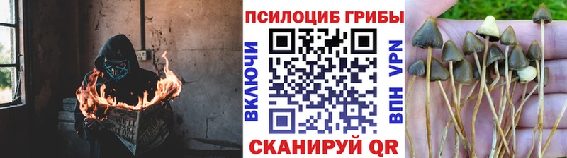 Галлюциногенные грибы GOLDEN TEACHER  площадка официальный сайт  Курчатов 